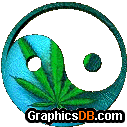 marijuana ying yang